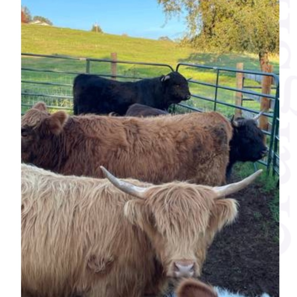 Meet your Posher, Sally